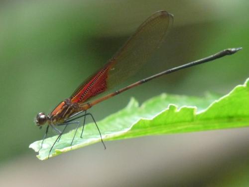 Hetaerina sp.